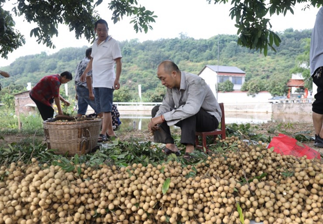 龍馬潭：興高采烈慶豐收 增收致富奔小康(圖3)