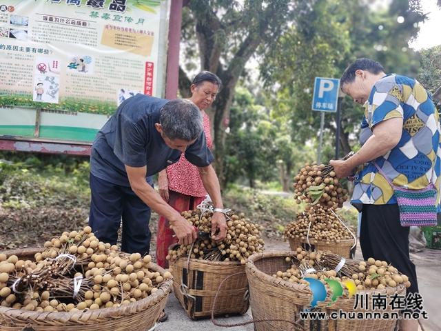 線上線下齊發(fā)力 瀘縣太伏鎮(zhèn)永利村龍眼成“綠色銀行”(圖4)