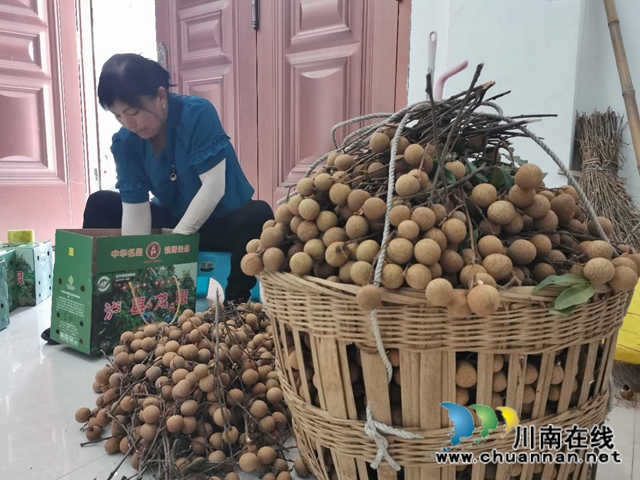 線上線下齊發(fā)力 瀘縣太伏鎮(zhèn)永利村龍眼成“綠色銀行”(圖6)