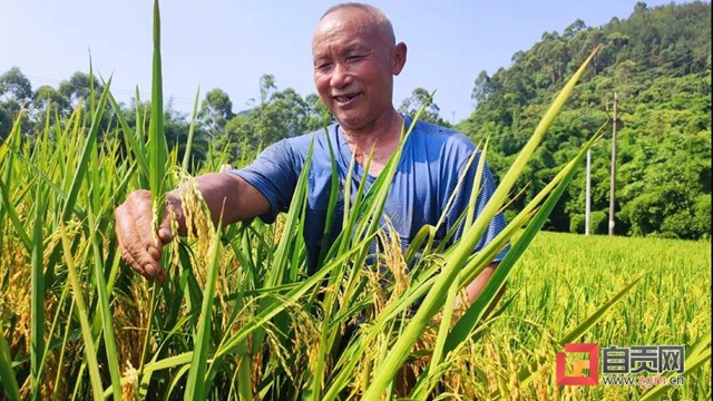 老百姓關(guān)心的“菜籃子”"米袋子"情況怎樣？自貢官方發(fā)布一組數(shù)據(jù)(圖2)