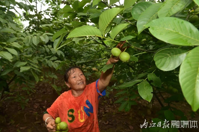 走！打核桃！內(nèi)江這里有300萬斤核桃采摘中(圖4)