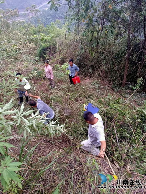 古藺：測繪人員征戰(zhàn)高山叢林 助力古金高速公路項目建設(圖2)