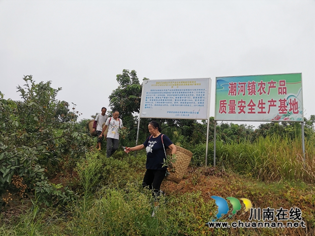 品種改良+定單銷售 瀘縣潮河鎮(zhèn)唐寺村桂圓走俏(圖2)