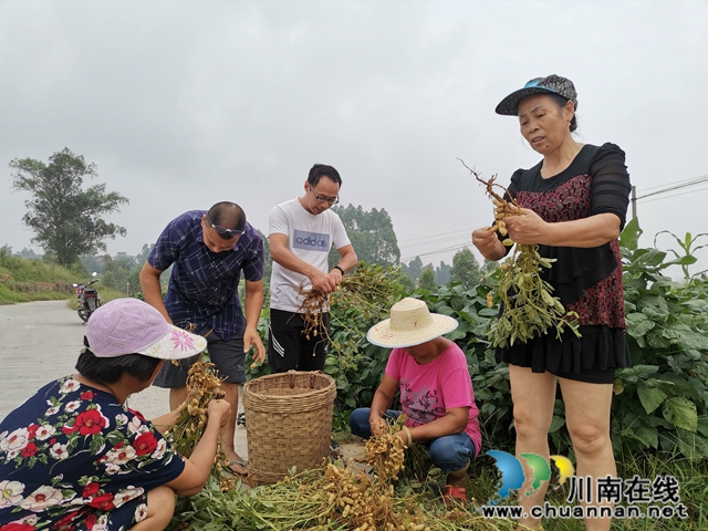 瀘縣潮河鎮(zhèn)唐寺村扶貧產(chǎn)業(yè)園的花生成脫貧小金果(圖3)