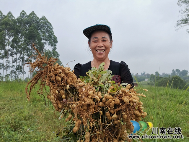 瀘縣潮河鎮(zhèn)唐寺村扶貧產(chǎn)業(yè)園的花生成脫貧小金果(圖5)