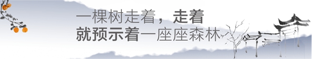 教師節(jié)特稿┃徐瀲：一棵樹(shù)走著、走著，就預(yù)示著一座座森林(圖5)