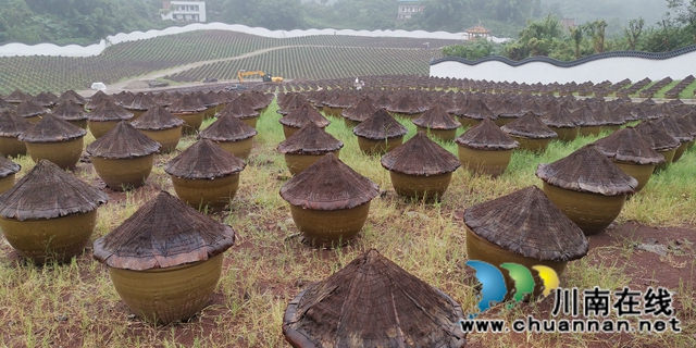 關(guān)注特色風(fēng)土人情 江?蘇衛(wèi)視《從長江的盡頭回家》節(jié)目組來合江踩點(diǎn)(圖6)