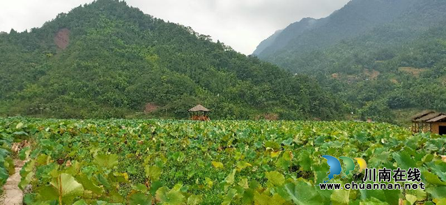 古藺縣農村土地綜合整治助推產業(yè)大發(fā)展(圖4)