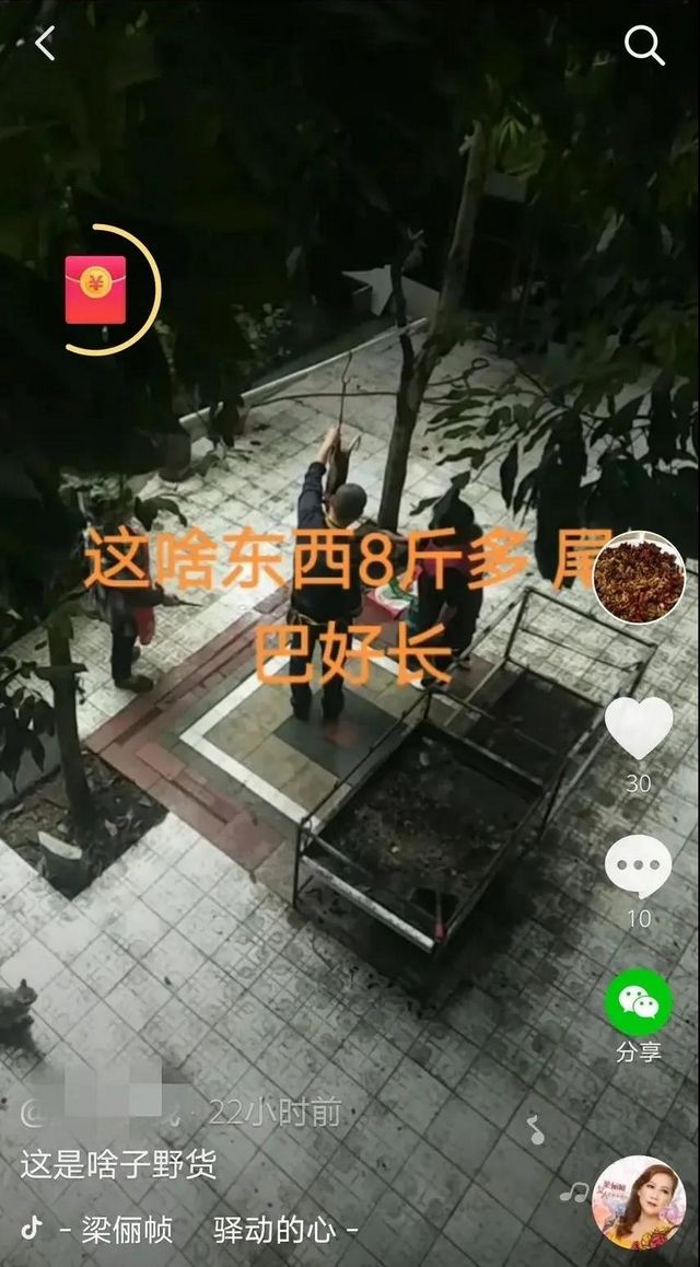 自貢一男子在抖音炫耀剮殺果子貍，結果......(圖2)