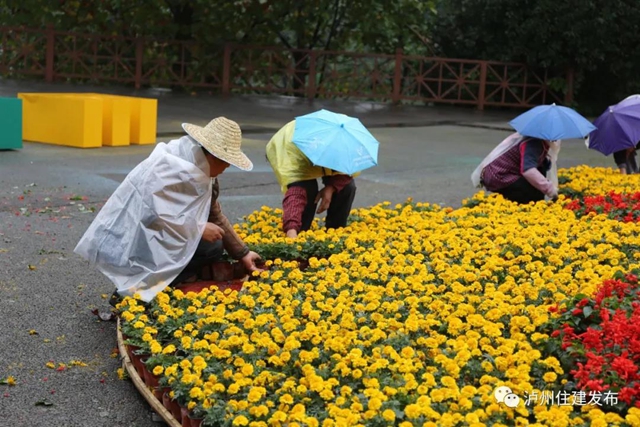 喜迎酒博會 80余萬盆鮮花扮靚酒城！(圖1)