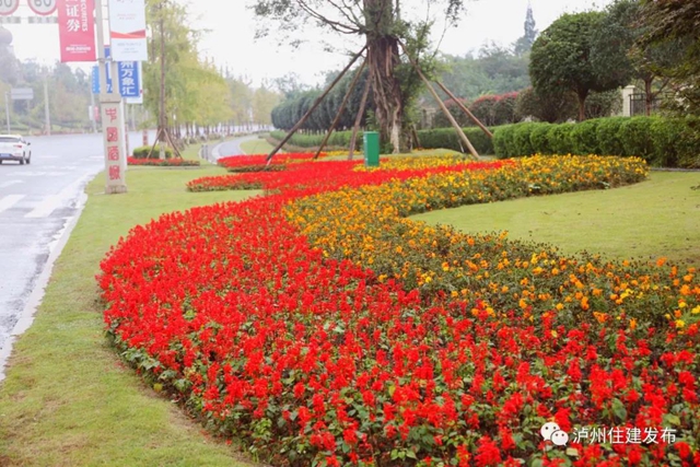 喜迎酒博會 80余萬盆鮮花扮靚酒城！(圖5)