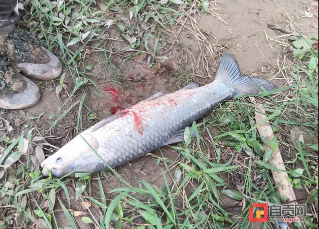 不能這樣釣魚！資陽一男子在自貢被刑拘(圖3)