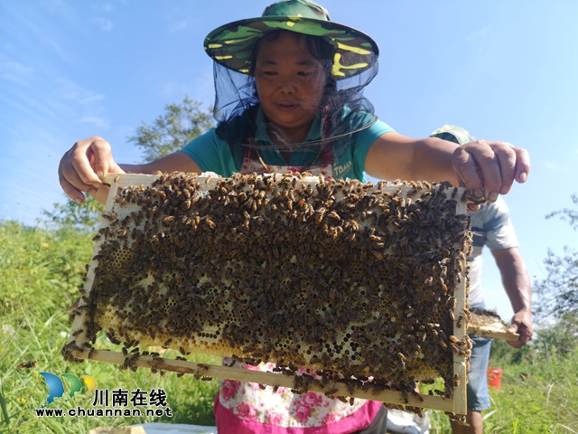 敘永縣白臘苗族鄉(xiāng)新店村：小蜜蜂釀出“甜蜜蜜”(圖1)