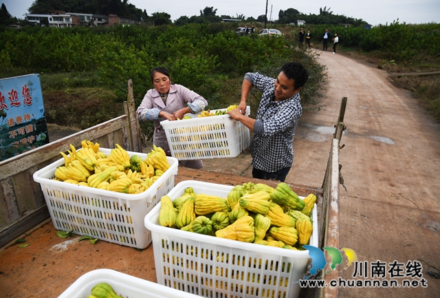 合江：荒山上結出脫貧致富“金手指”(圖2)