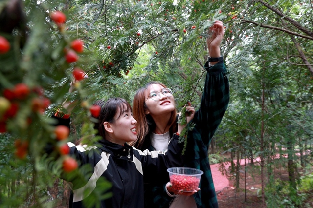 【綠水青山】瀘州市納溪區(qū)：紅豆杉種出“綠經(jīng)濟”(圖7)