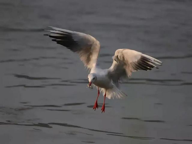 驚呆了！內(nèi)江驚現(xiàn)這么多珍稀鳥類——(圖8)