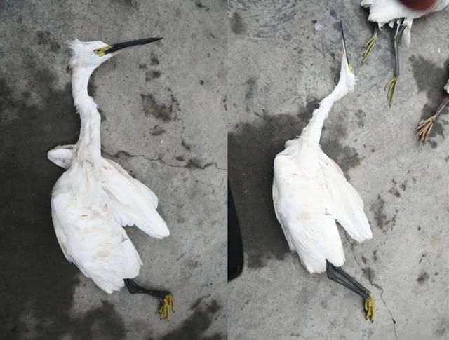 震怒！瀘州夫妻野外“射鳥”，被群眾拍下……(圖13)