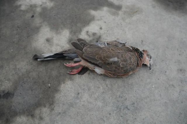 震怒！瀘州夫妻野外“射鳥”，被群眾拍下……(圖9)