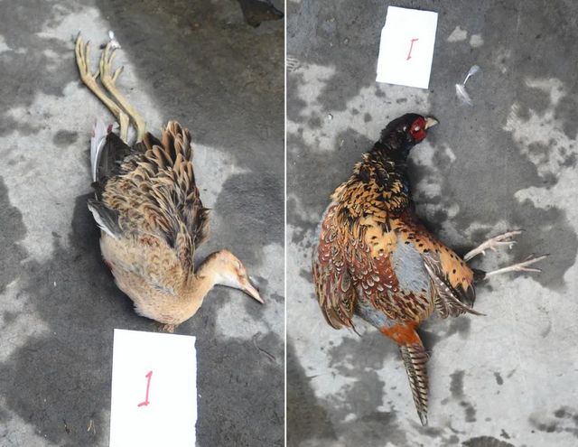 震怒！瀘州夫妻野外“射鳥”，被群眾拍下……(圖14)