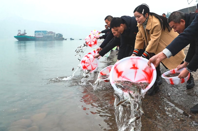 1400余尾國(guó)家一級(jí)重點(diǎn)保護(hù)動(dòng)物達(dá)氏鱘在長(zhǎng)江瀘州段放流(圖2)