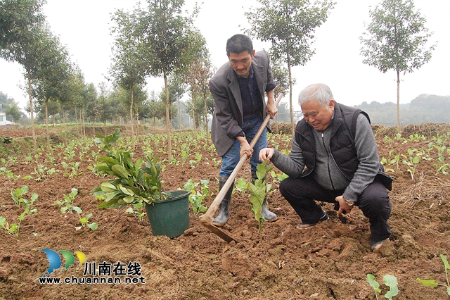 納溪“特聘村主任”李文金：退休創(chuàng)業(yè)功成，回鄉(xiāng)扶助鄉(xiāng)親(圖2)