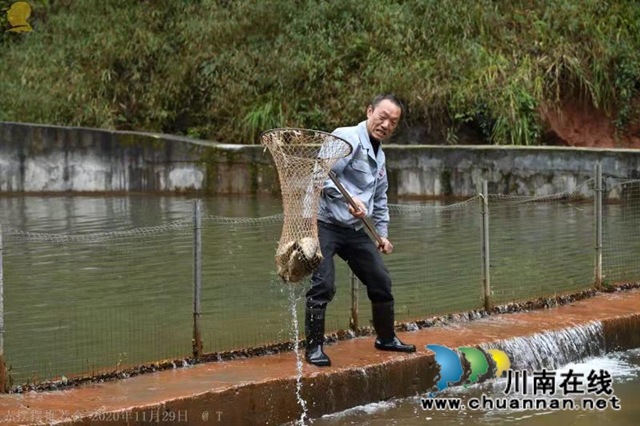 山澗溪流活源頭，桫欏樹下魚兒游！“赤擺擺”高山冷水魚品質看得見(圖3)