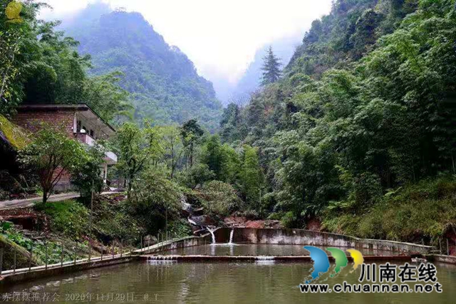 山澗溪流活源頭，桫欏樹下魚兒游！貴州“赤擺擺”高山冷水魚品質看得見(圖5)