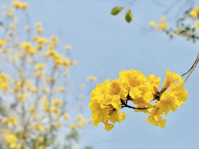 瀘州長江濱江路景觀已恢復(fù)原貌，四條景觀大道升級完成(圖8)