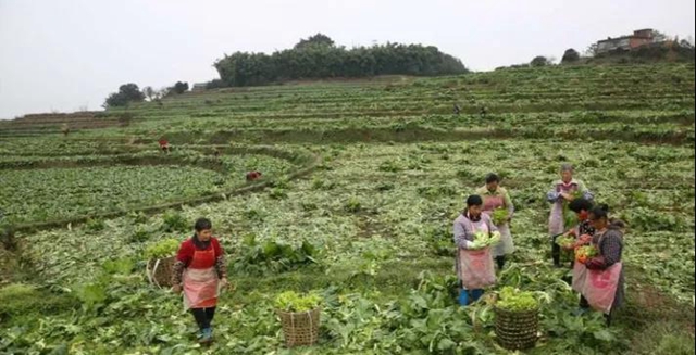 瀘州：兒菜地里豐收景(圖1)