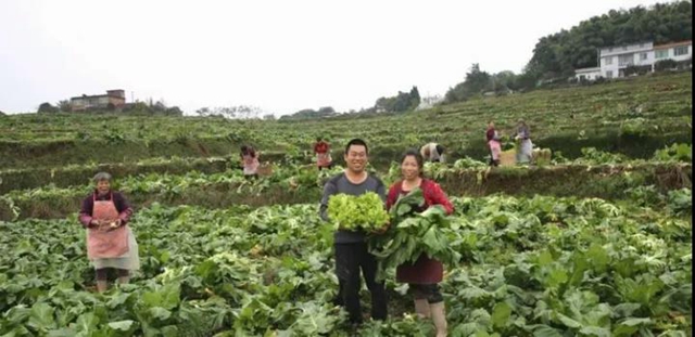 瀘州：兒菜地里豐收景(圖4)