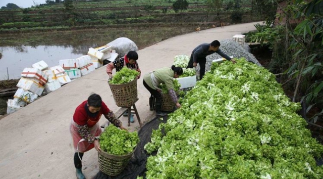 瀘州：兒菜地里豐收景(圖5)