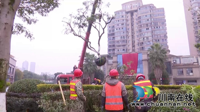 合江少岷路升級(jí)改造，綠化樹(shù)木“搬新家”(圖8)