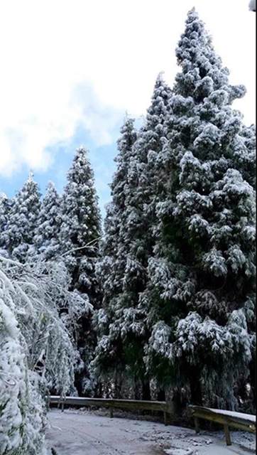 冰雪奇緣！快來古藺捕捉陽光下的雪封仙境！(圖16)