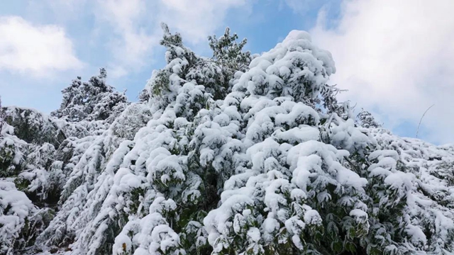 冰雪奇緣！快來古藺捕捉陽光下的雪封仙境！(圖17)