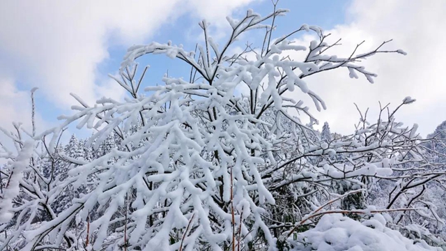 冰雪奇緣！快來古藺捕捉陽光下的雪封仙境！(圖19)