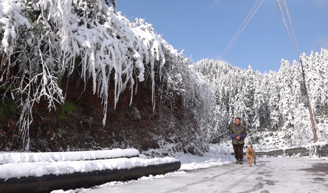 冰雪奇緣！快來古藺捕捉陽光下的雪封仙境！(圖21)