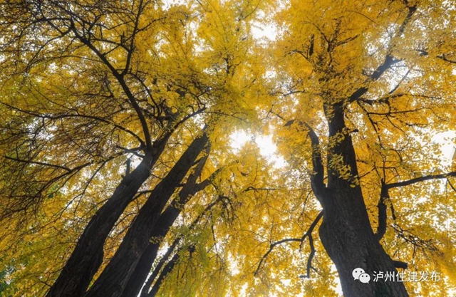 限時(shí)觀賞！瀘州這8個(gè)地方銀杏金黃，速來打卡！(圖2)