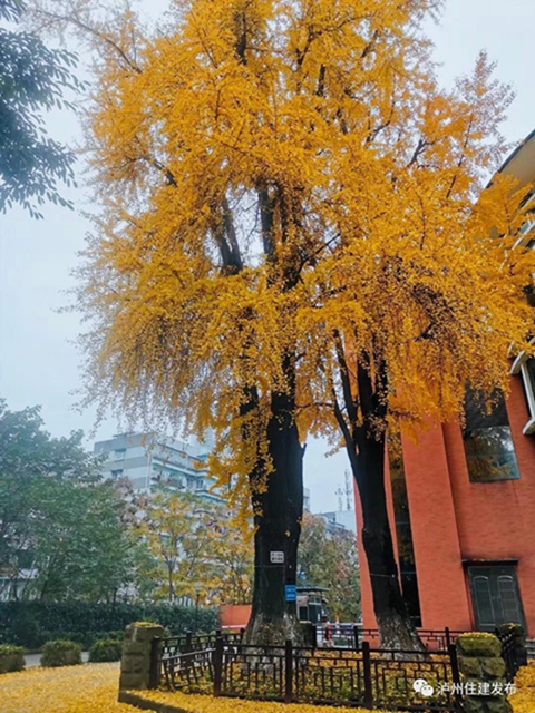 限時(shí)觀賞！瀘州這8個(gè)地方銀杏金黃，速來打卡！(圖4)