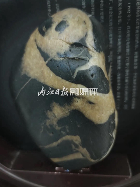 小伙伴們驚呆了！內(nèi)江市民在沱江邊撿到一只“熊貓”(圖3)