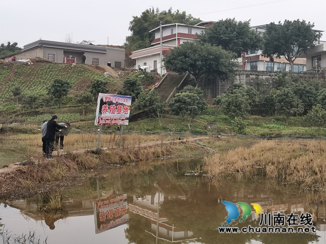 瀘縣：龍蝦錯(cuò)時(shí)銷售價(jià)格高，稻蝦種養(yǎng)效益好(圖2)