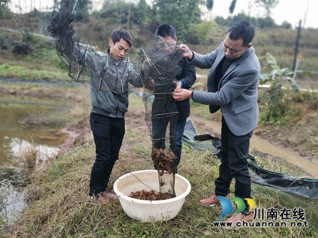 瀘縣：龍蝦錯(cuò)時(shí)銷售價(jià)格高，稻蝦種養(yǎng)效益好(圖3)