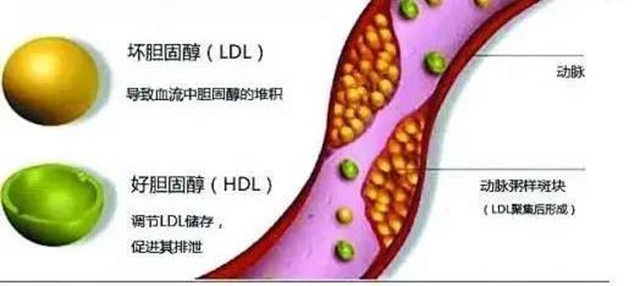 【辟謠】吃雞蛋不吃蛋黃？膽固醇真的如此可怕？(圖6)