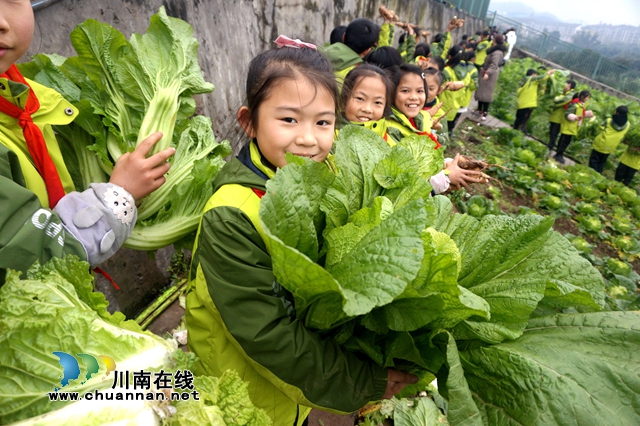 “哇！白菜比我頭都大”，敘永縣龍鳳中心校開展2020年秋季勞動實踐基地收獲節(jié)(圖1)