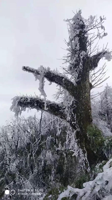 這些賞雪地點(diǎn)趕緊收藏！宜賓可能迎來(lái)新年第一場(chǎng)雪(圖4)