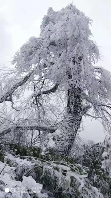 這些賞雪地點(diǎn)趕緊收藏！宜賓可能迎來(lái)新年第一場(chǎng)雪(圖3)