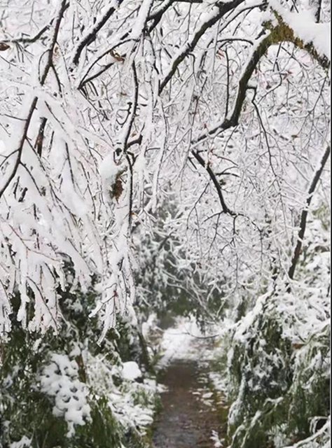 這些賞雪地點(diǎn)趕緊收藏！宜賓可能迎來(lái)新年第一場(chǎng)雪(圖20)