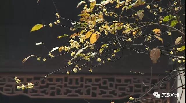 香噴噴！快來瀘州這些地方賞蠟梅(圖2)