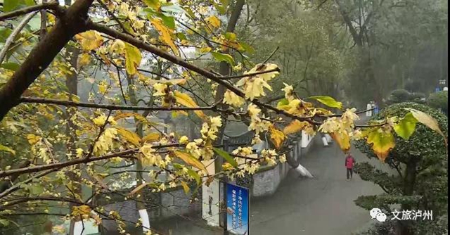 香噴噴！快來瀘州這些地方賞蠟梅(圖4)