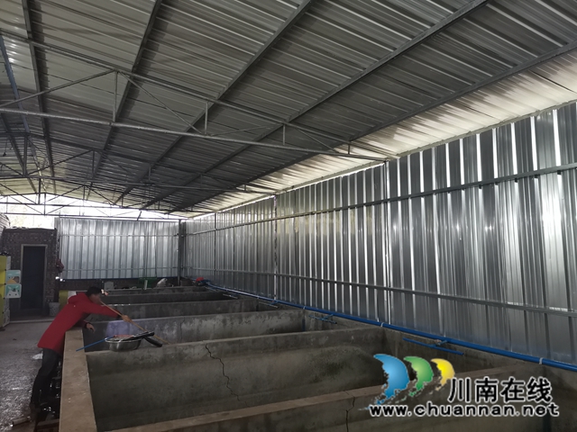 瀘縣首家娃娃魚養(yǎng)殖專業(yè)戶楊建章：養(yǎng)娃娃魚，有比賺錢更美好的事！(圖2)