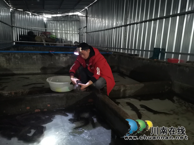 瀘縣首家娃娃魚養(yǎng)殖專業(yè)戶楊建章：養(yǎng)娃娃魚，有比賺錢更美好的事！(圖3)